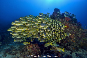 Sweetlips. Raja Ampat . cape Kri
Nikon D800E , 16 mm, tw... by Marchione Giacomo 